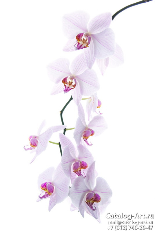 Pink orchids 54